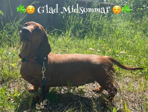 Midsommardizzy