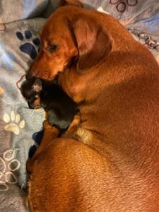 Dizzy och Iggy