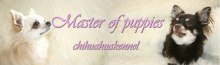 banner_master_of_puppies