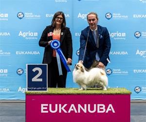 NKK Kristiansand 30.04.23. Nelson BIG2 for dommer: Clodagh Fallon 