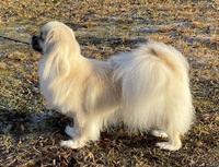 Mor Dixie (2) Mor Dixie (2)