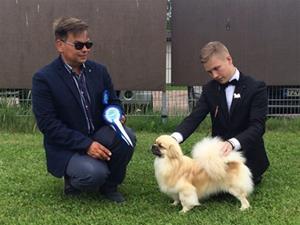 Zaxon`s først Finske Cert og 3bhk. Karjaa 03.07.16. Dommer Veli-Pekka Kumpumäki 