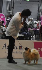 Klassevinner Ung Hund på Euro Dog Show 04.09.15