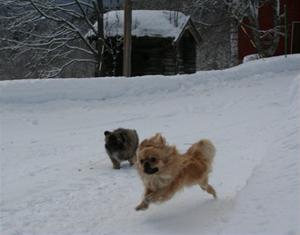 Springer i snøen (600 x 471)