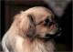 shangri_las_gambo_songtsen_small - Kopi