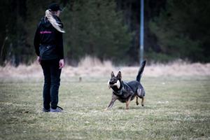 Zodd apport IGP1