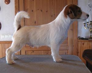 Elvis 4,5 month Elvis 4,5 month