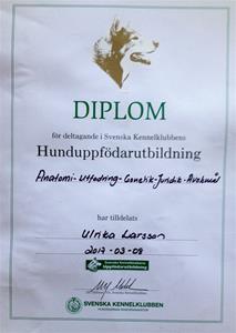 Diplom (2)