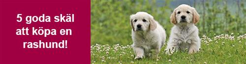 block-5-goda-skal_506px_golden-retriever-valpar