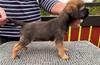 Fightingstar´s guess my name,  Nala