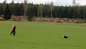spår lapphund 1 spår lapphund 1
