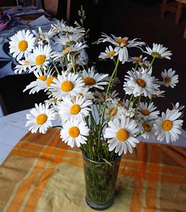 vita blommor vita blommor