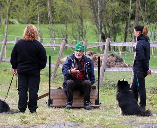 olle instruerar lapphund olle instruerar lapphund