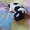 Cammys valp 2 Cammys valp 2