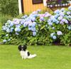 Mimmi 2015-08-8-08 2