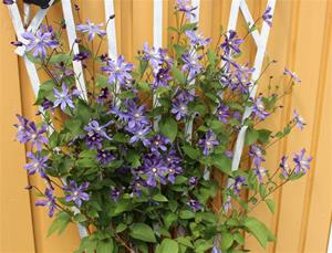 IMG_4220 (2)
