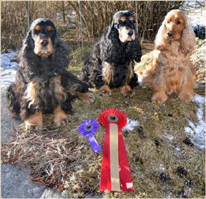 minguldgrupp2015 minguldgrupp2015