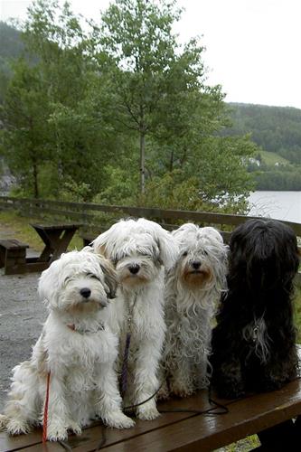 Hira Lamleh von Nama-Schu with her children from left A-Mas Sa-Mu-Tsa-Ya, A-Mas Li-Dron-Pa and A-Mas Li-Kha-Ra. In Norway June 2004.