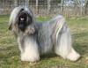 C:\Users\Berit\Pictures\Zelandonis Lhundup Wangthang  Lhundup\Lhundup19__3_10%20022