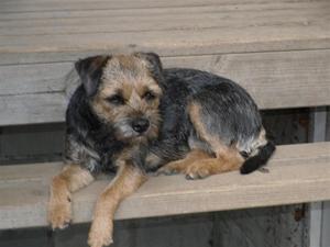Nu har jag blivit 2 år och varit med på en hel del utställningar Nu har jag blivit 2 år och varit med på en hel del utställningar