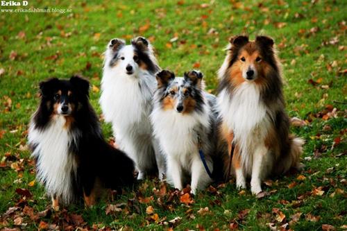 Sheltiemaffian Sheltiemaffian