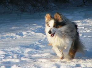 Jackson i full fart Jackson i full fart