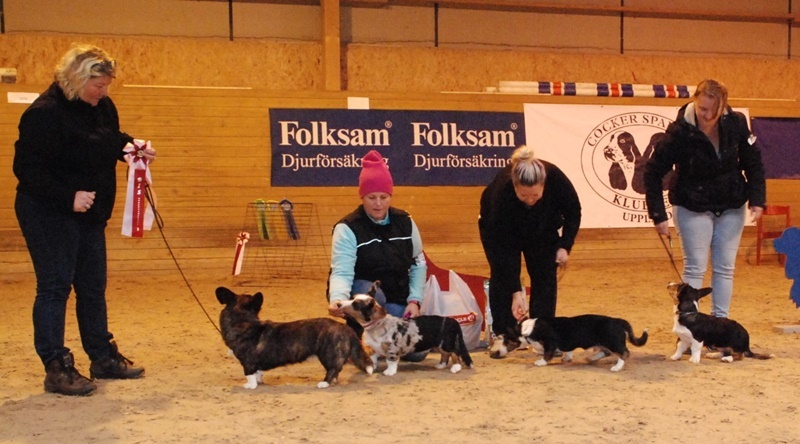 BISuppfgrjalla2016 BISuppfgrjalla2016