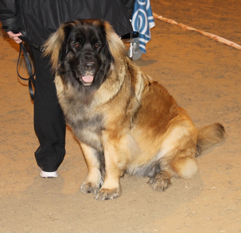 leonbergerjalla2016 leonbergerjalla2016
