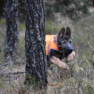 Rindrosens Blixtra springer lös i skogen Rindrosens Blixtra springer lös i skogen