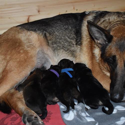 Hela gänget med mamma Nixa, från vänster Brix, Blixtra, Blixten och Brixa Hela gänget med mamma Nixa, från vänster Brix, Blixtra, Blixten och Brixa