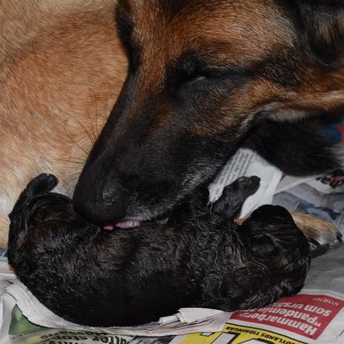 Mamma Nixa med yngsta Brixa som är nyfödd. Mamma Nixa med yngsta Brixa som är nyfödd.