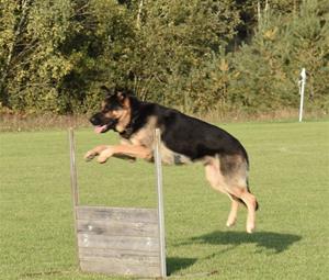 Rindrosens Abazz 2 år Rindrosens Abazz 2 år