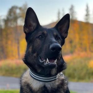 Rindrosens Blixten 1 år Rindrosens Blixten 1 år