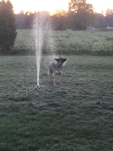 Krille's Nixa 5 år