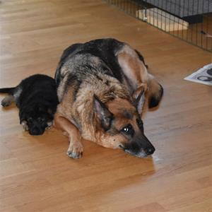 Rindrosens Brixa 5 veckor med mamma Nixa Rindrosens Brixa 5 veckor med mamma Nixa