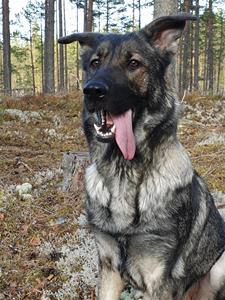 Rindrosens Actra 2 år Rindrosens Actra 2 år
