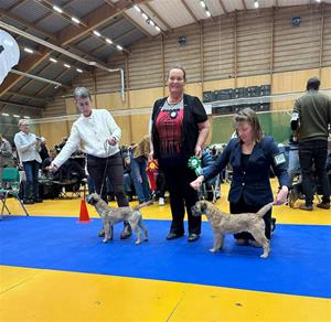 Loki BIr V&auml;xj&ouml;