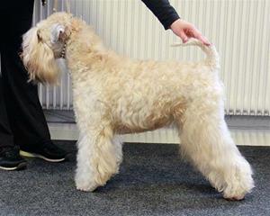 shiny bergslagswheaten 2016