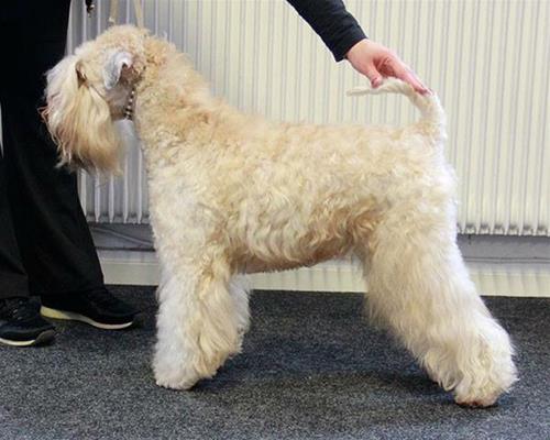 shiny bergslagswheaten 2016 shiny bergslagswheaten 2016