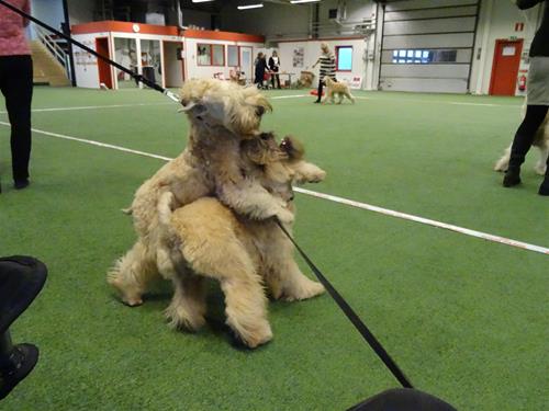 Bergslagswheaten 2014 028 Bergslagswheaten 2014 028