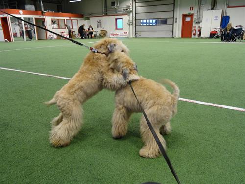 Bergslagswheaten 2014 027 Bergslagswheaten 2014 027