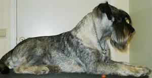 t_ckhund6__Copy_1_
