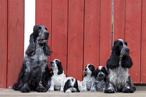 FamiljefotoStarkullen6v FamiljefotoStarkullen6v