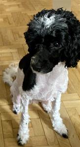 Pippa