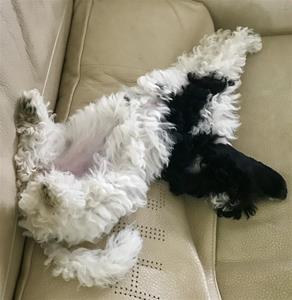 Pippa