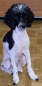 Pippa