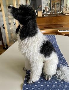 Mamma Pippa