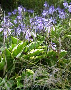 Blomster 2