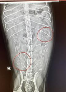 Pippa grav-röntgen