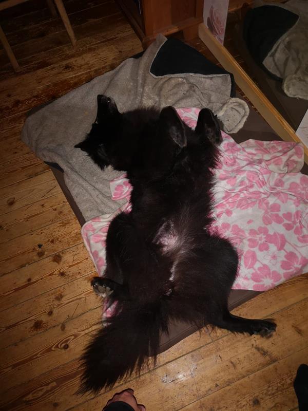 efterspårakl